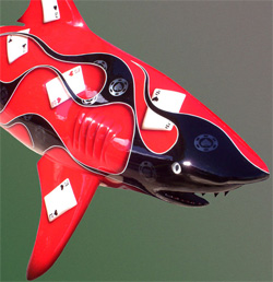 card shark